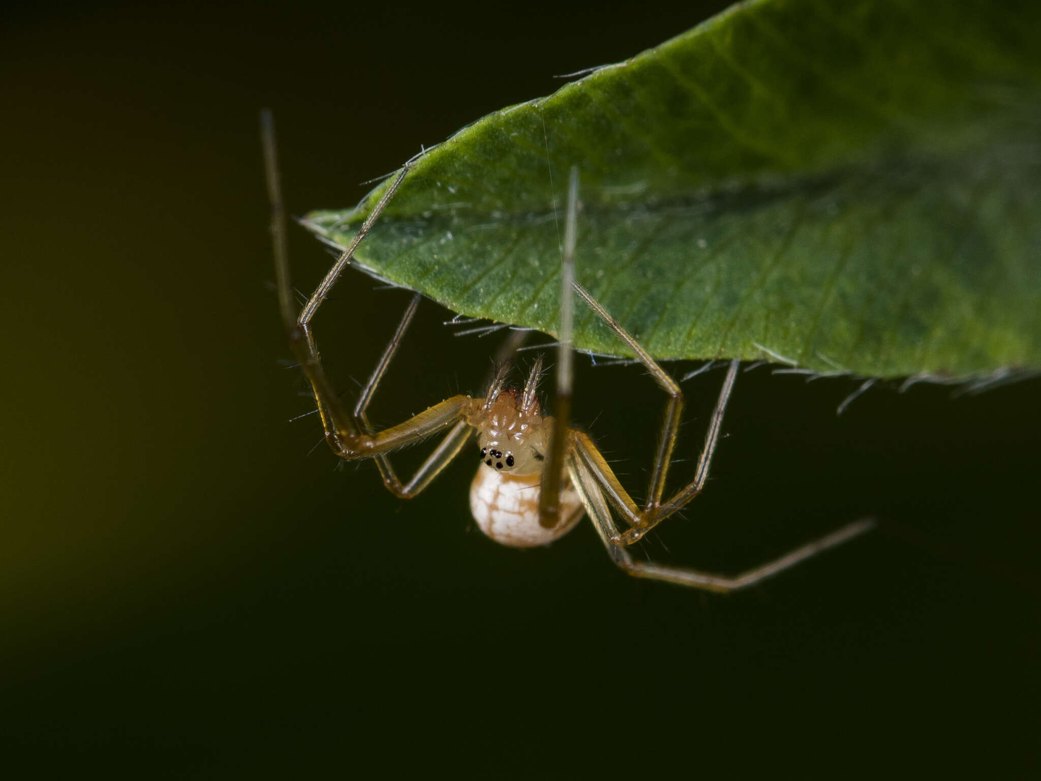 Image of Bolyphantes alticeps (Sundevall 1833)