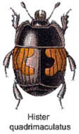 Image of Hister quadrimaculatus Linnaeus 1758