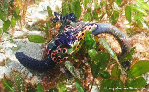 Image of Nembrotha rosannulata Pola, Cervera & Gosliner 2008