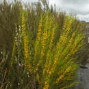 Image of Acidonia microcarpa (R. Br.) L. A. S. Johnson & B. G. Briggs