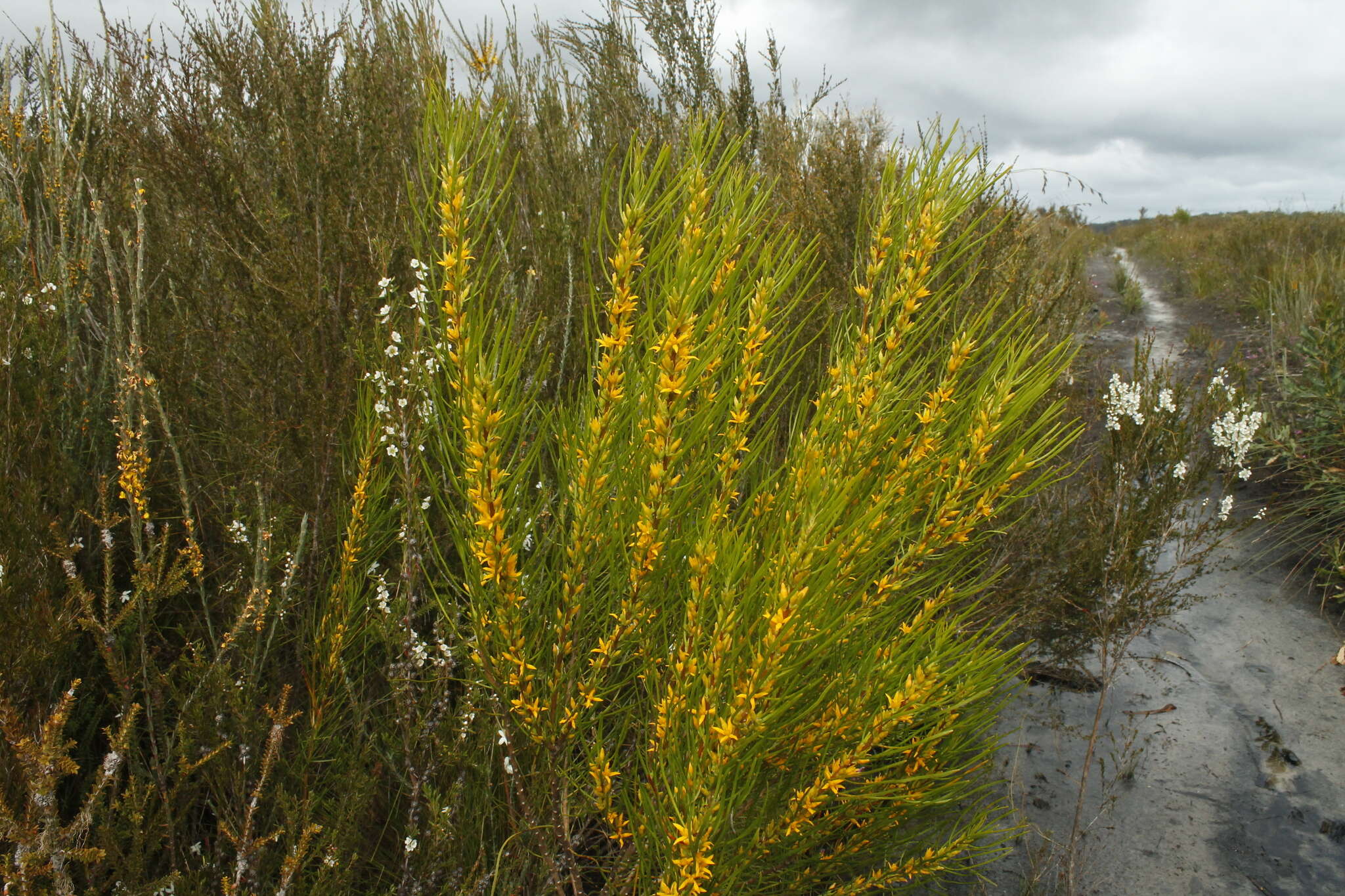 Image of Acidonia