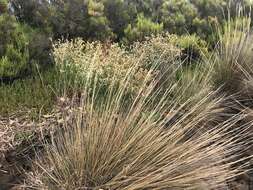 Imagem de Limonium australe var. australe