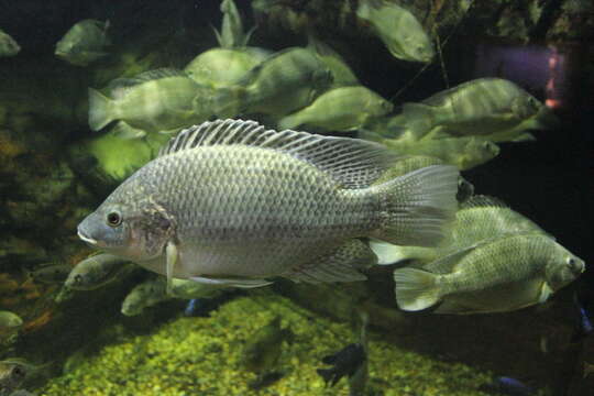 Image de Tilapia du Mozambique