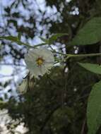 Image of Solanum caripense Humb. & Bonpl. ex Dun.