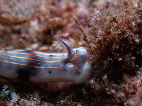 Felimare fregona (Ortea & Caballer 2013)的图像