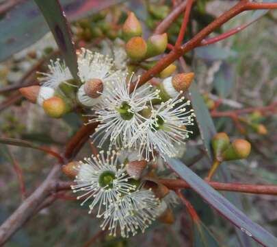 Image of Eucalyptus diversifolia Bonpl.