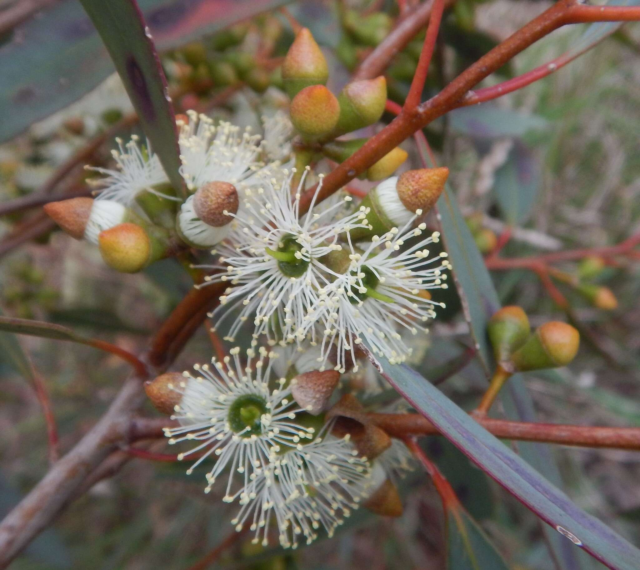 Image of Coastal White Mallee