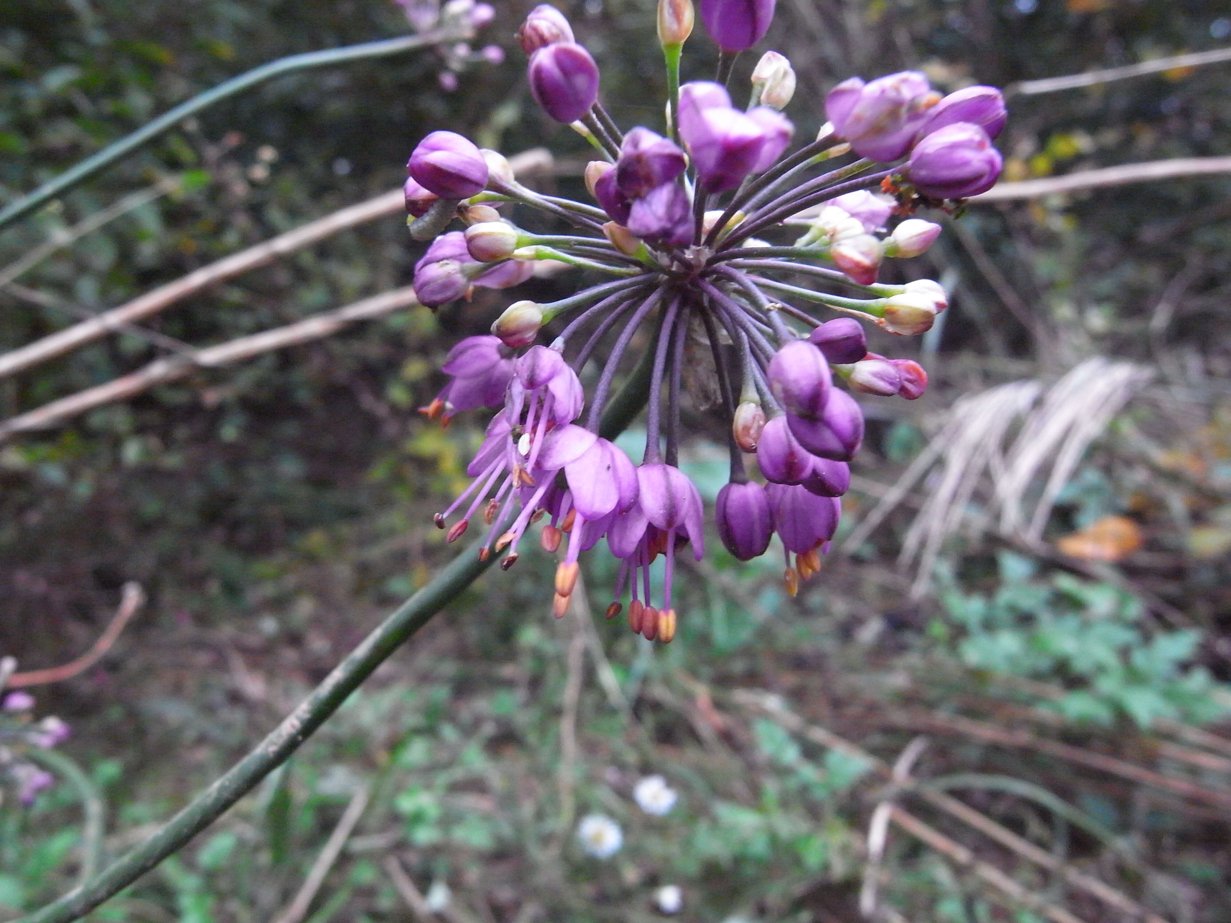 صورة Allium thunbergii G. Don