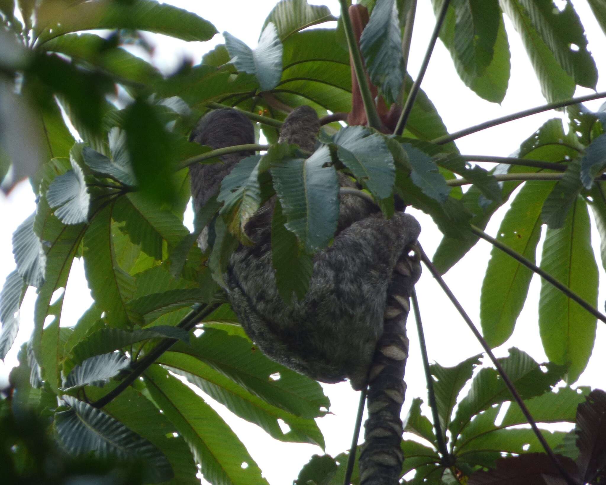 Image of Pale-throated Sloth