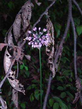 صورة Allium thunbergii G. Don