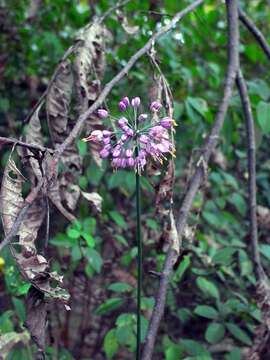 Image of Allium thunbergii G. Don