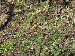 Image of Trifolium bifidum var. bifidum