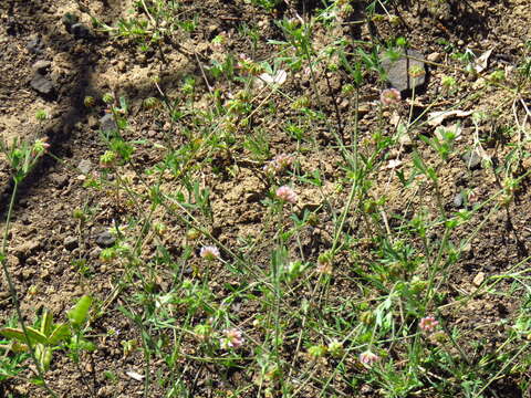 Image de Trifolium bifidum var. bifidum