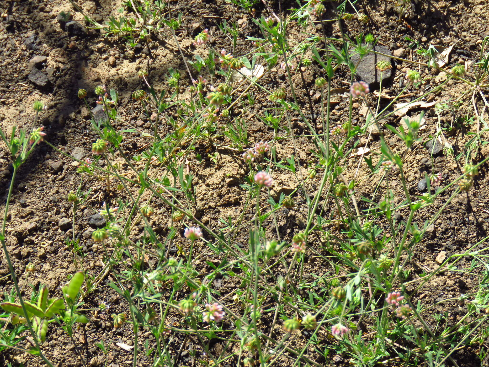 Image of Trifolium bifidum var. bifidum