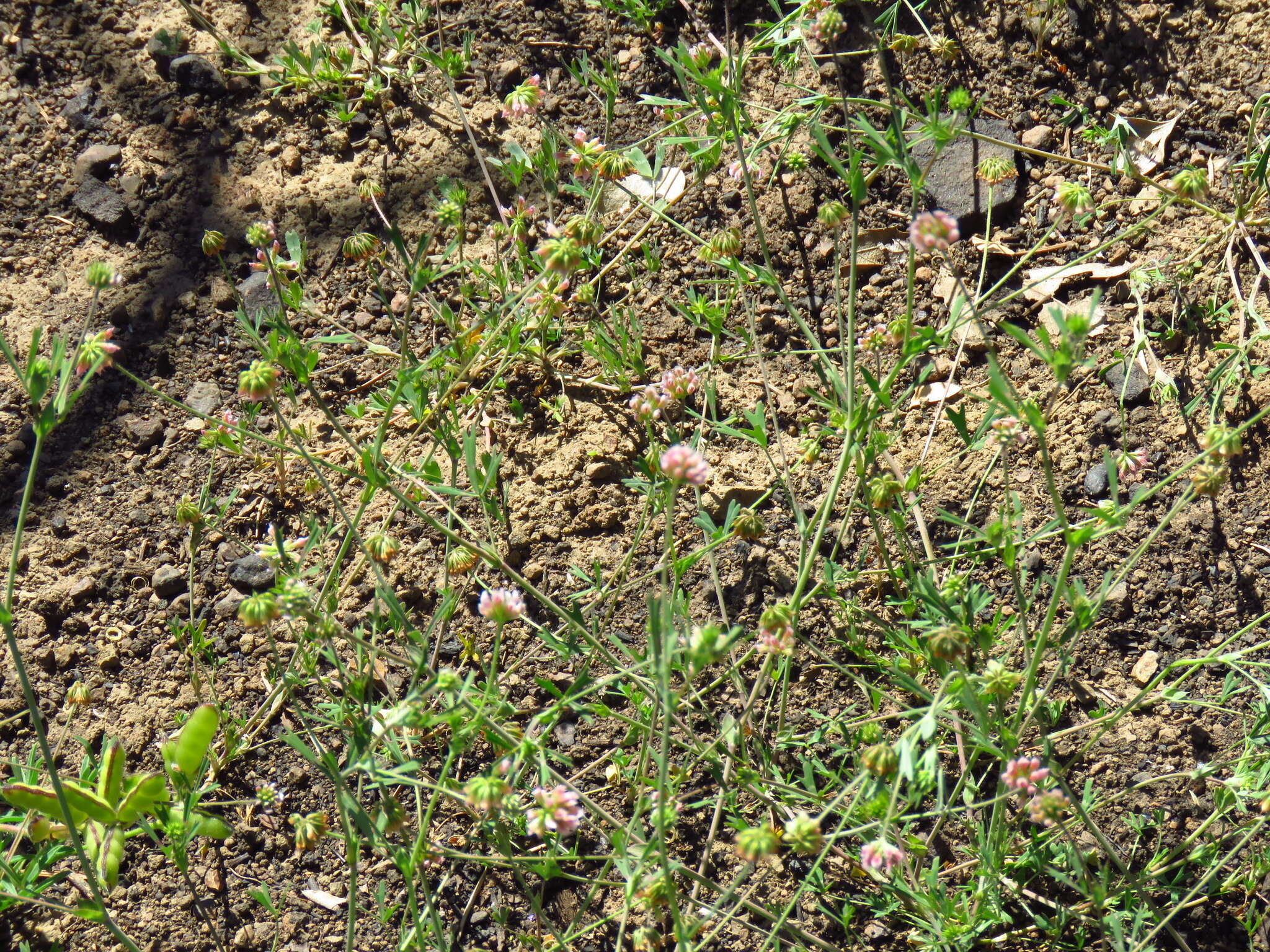 Image de Trifolium bifidum var. bifidum