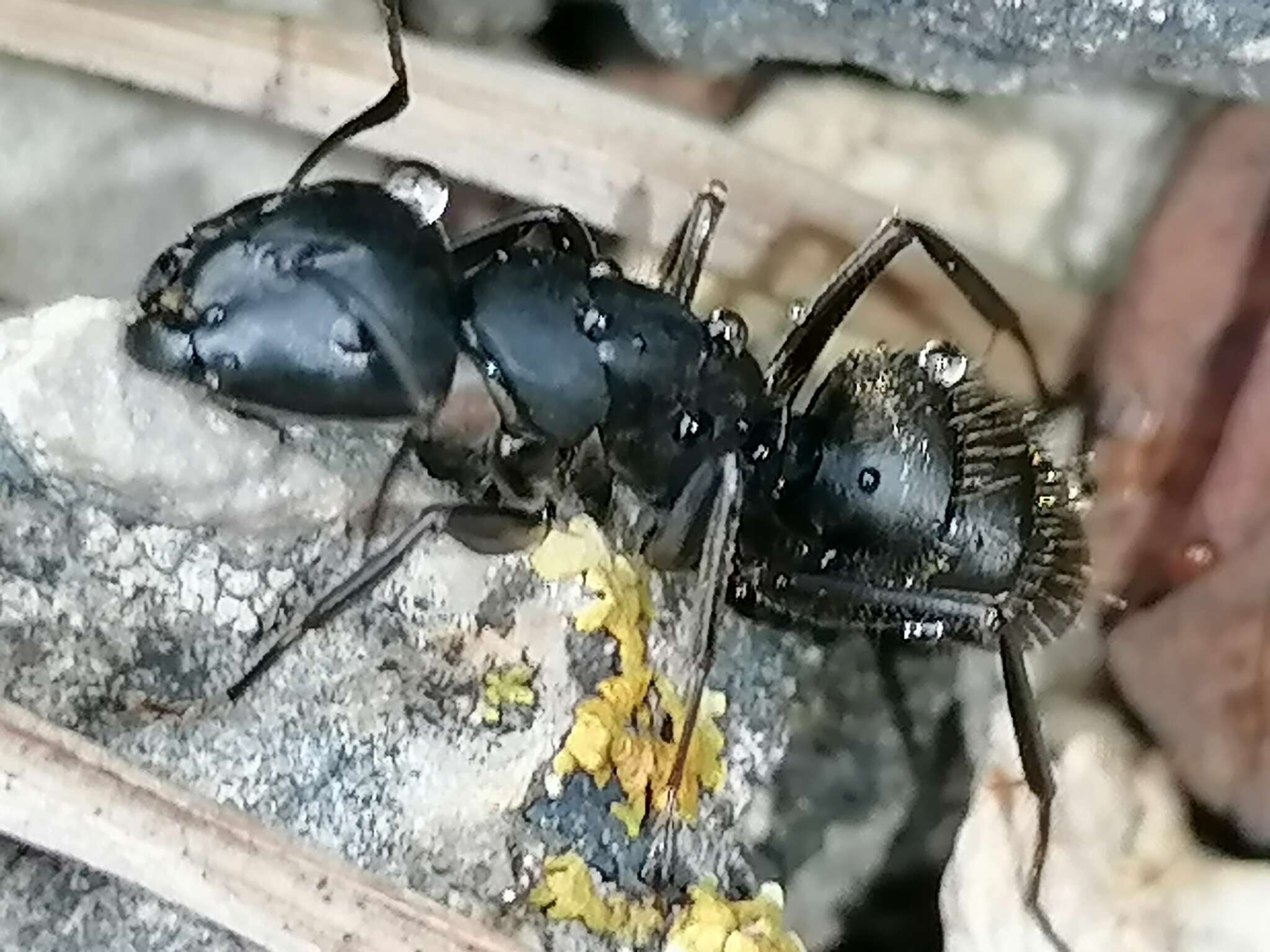 Image of Camponotus saxatilis Ruzsky 1895