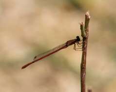 Image of Oxyagrion rubidum (Rambur 1842)