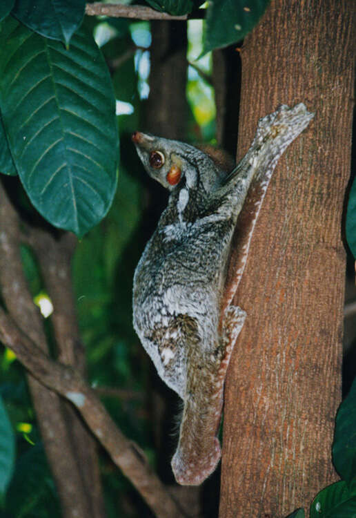 Image of Malayan Flying Lemurs