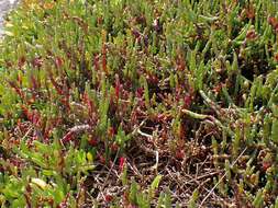 Image of Salicornia blackiana Ulbr.