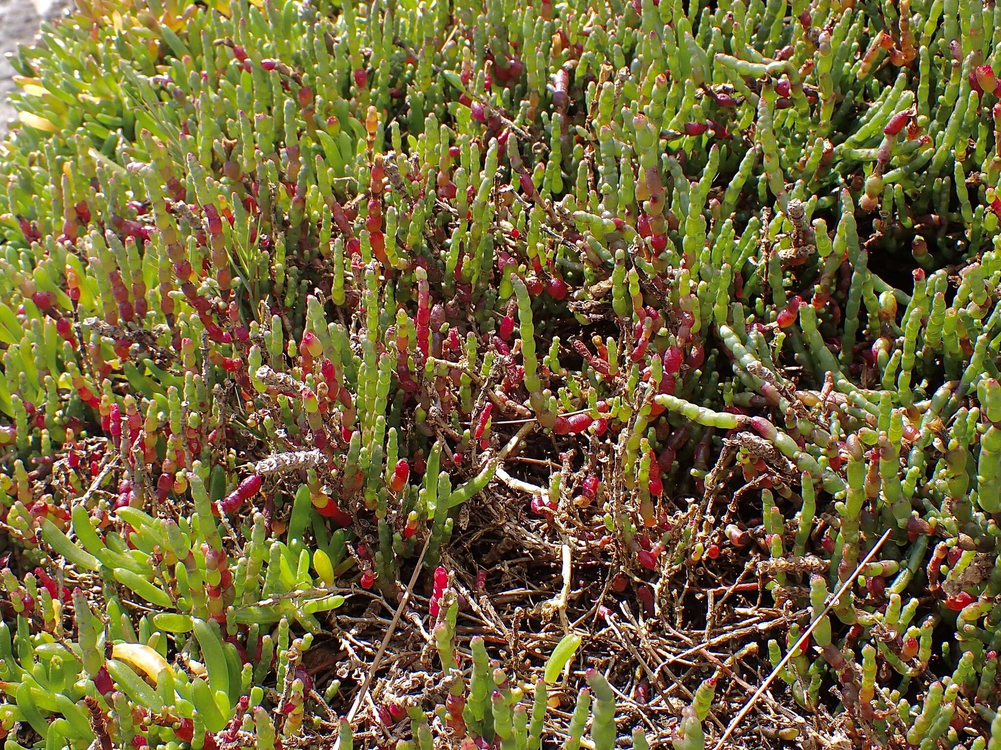 Image of Salicornia blackiana Ulbr.