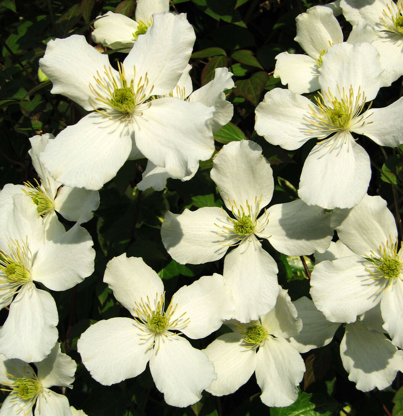 Image of Himalayan Clematis