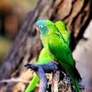 Image of Blue-crowned Parakeet