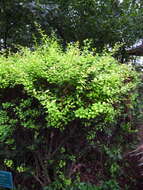 Image de Berberis koreana Palibin