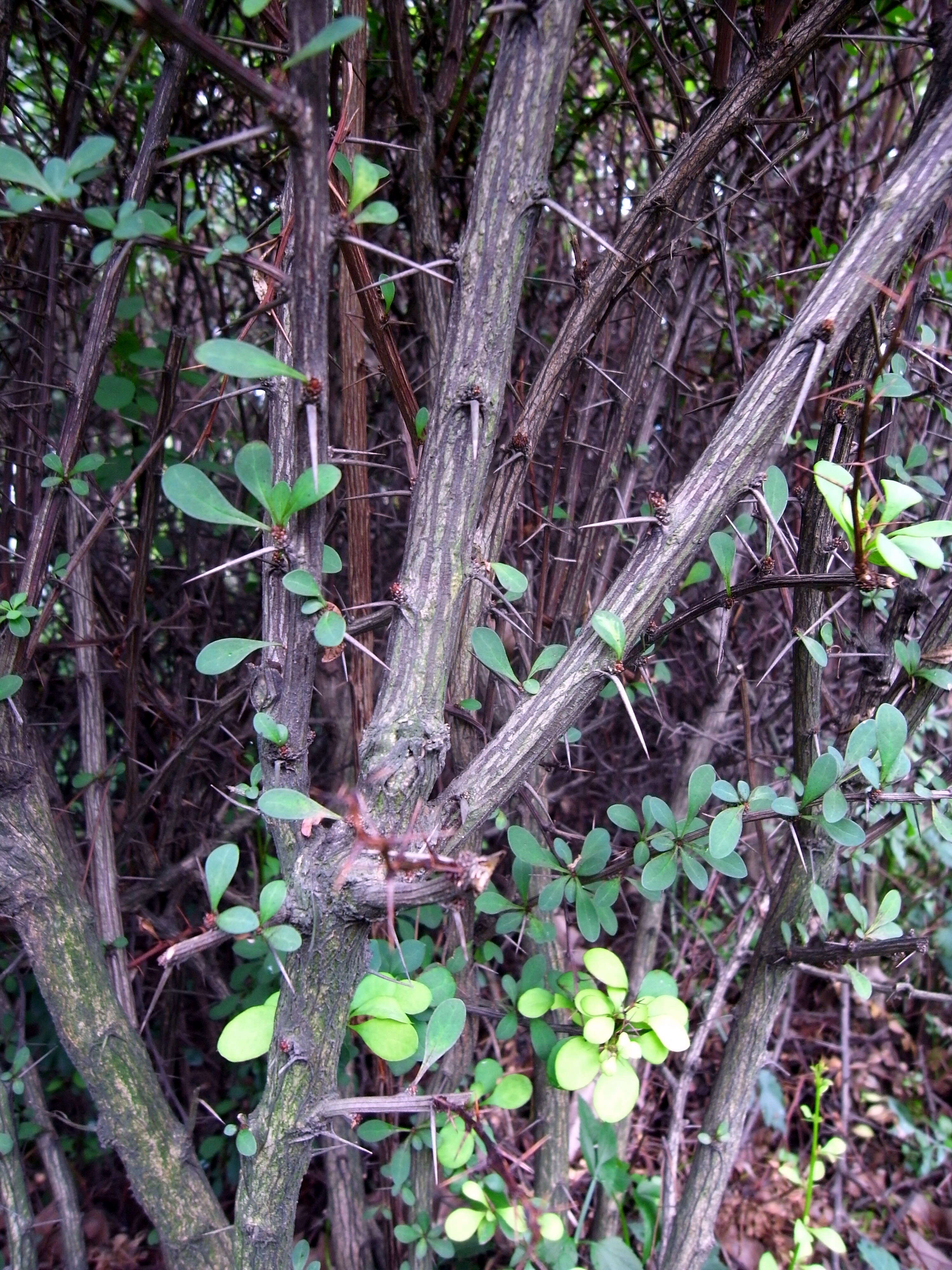 Image de Berberis koreana Palibin