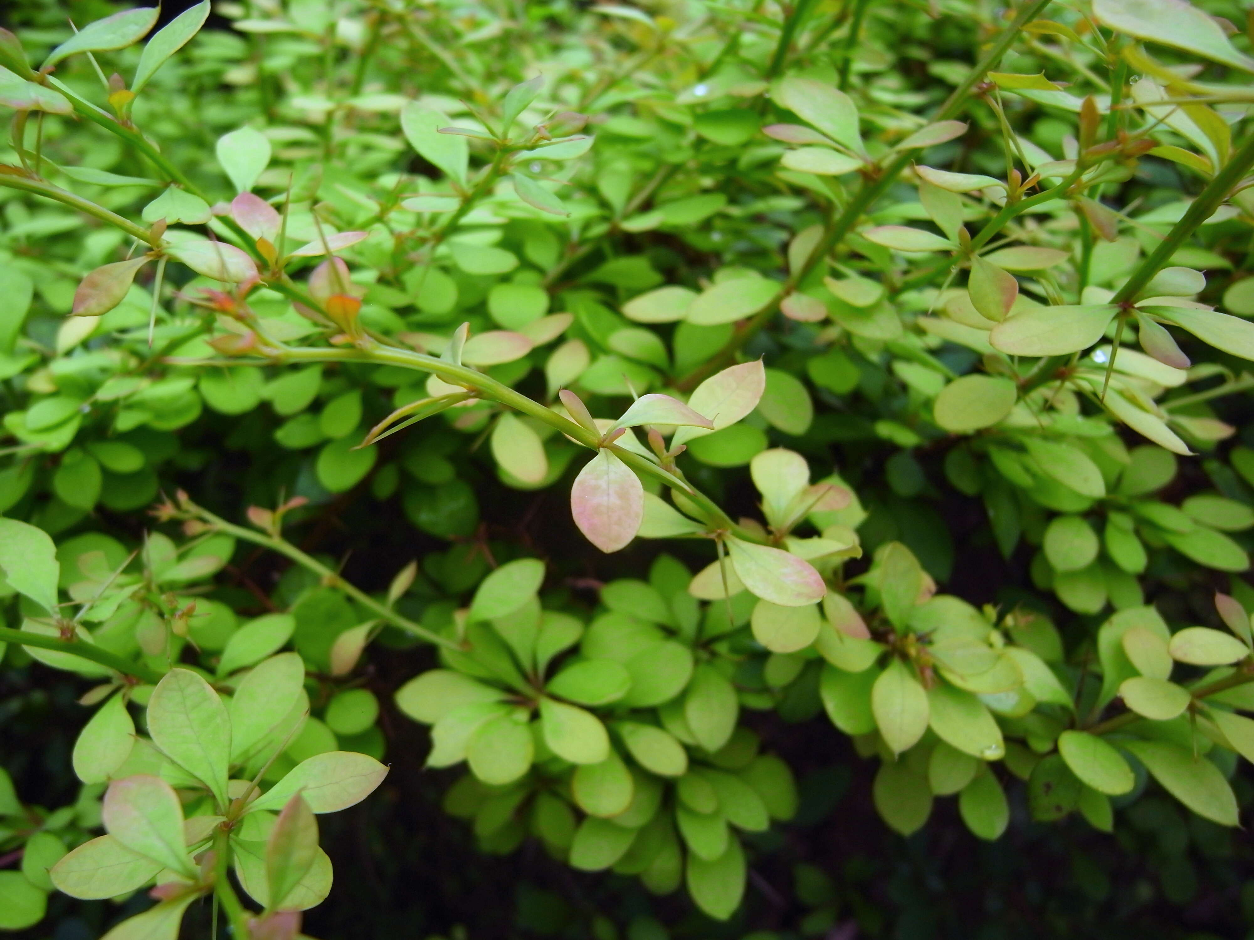 Image de Berberis koreana Palibin