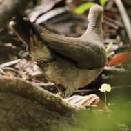 Image of Gray-chested Dove