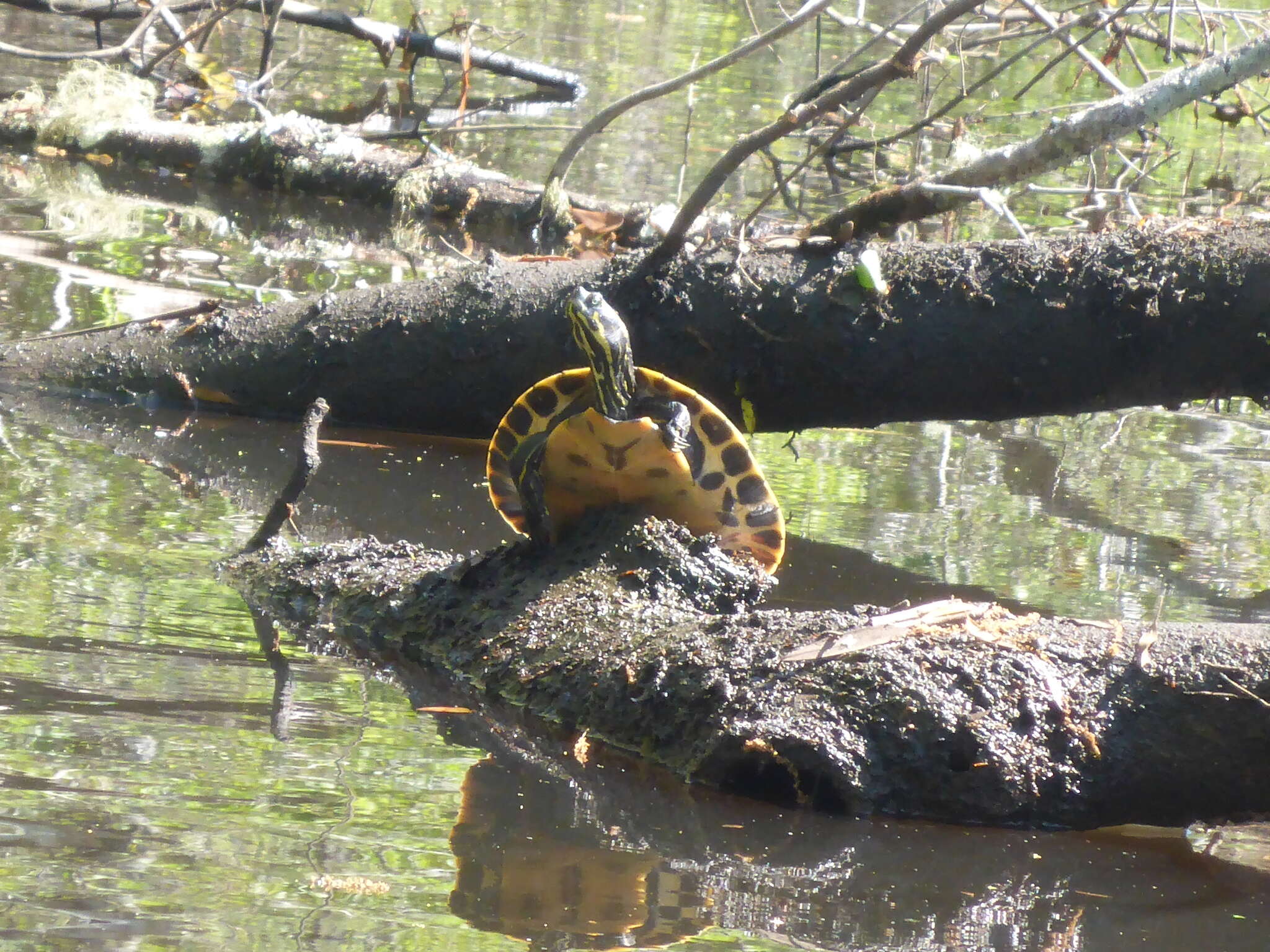 Image of Suwannee cooter