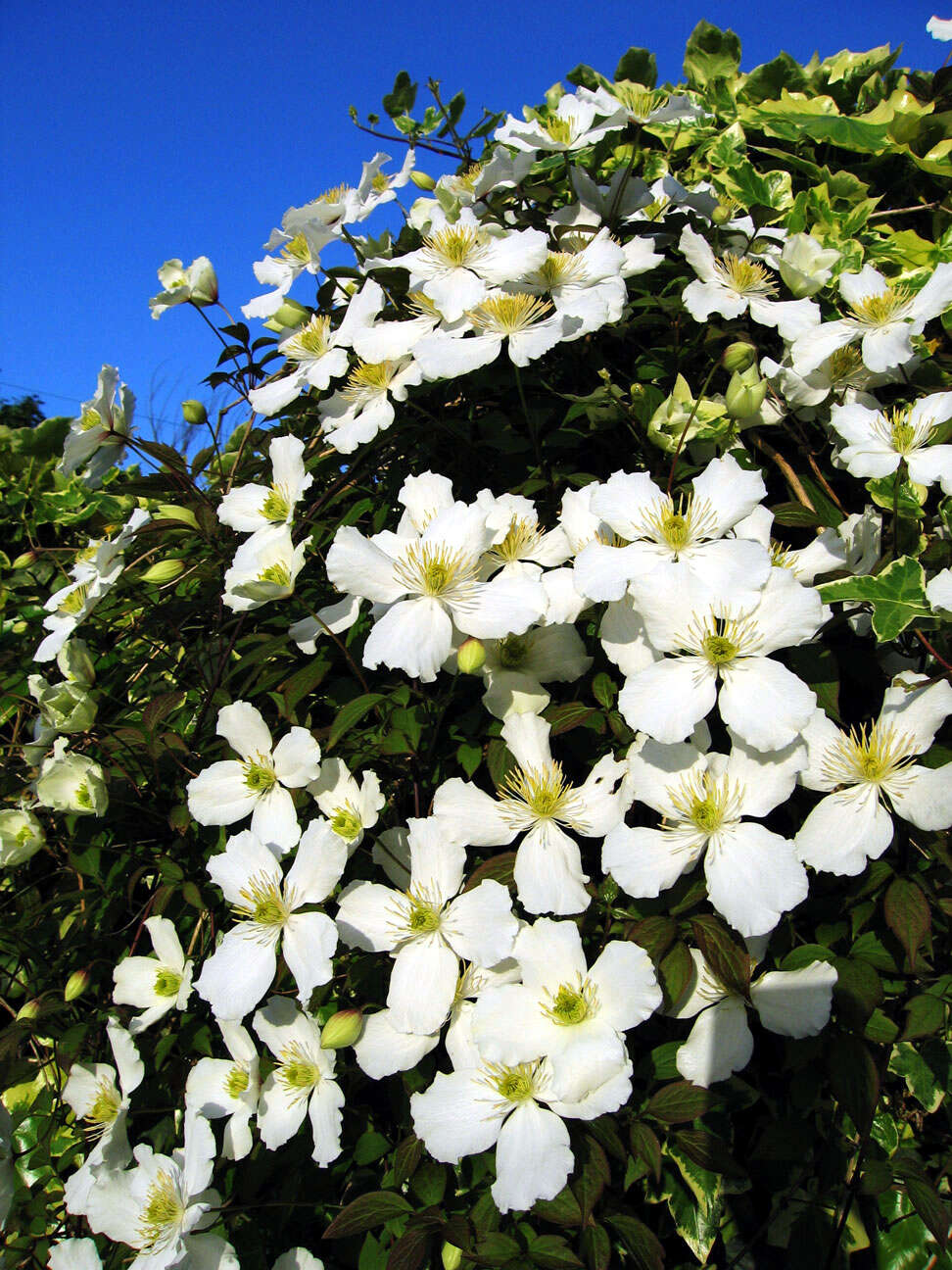 Image of Himalayan Clematis