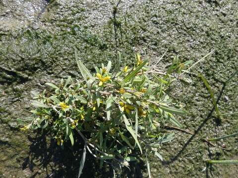 Bidens hyperborea Greene的圖片