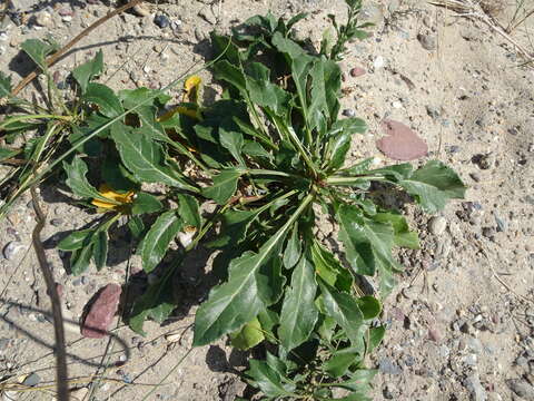 Image of sea beet