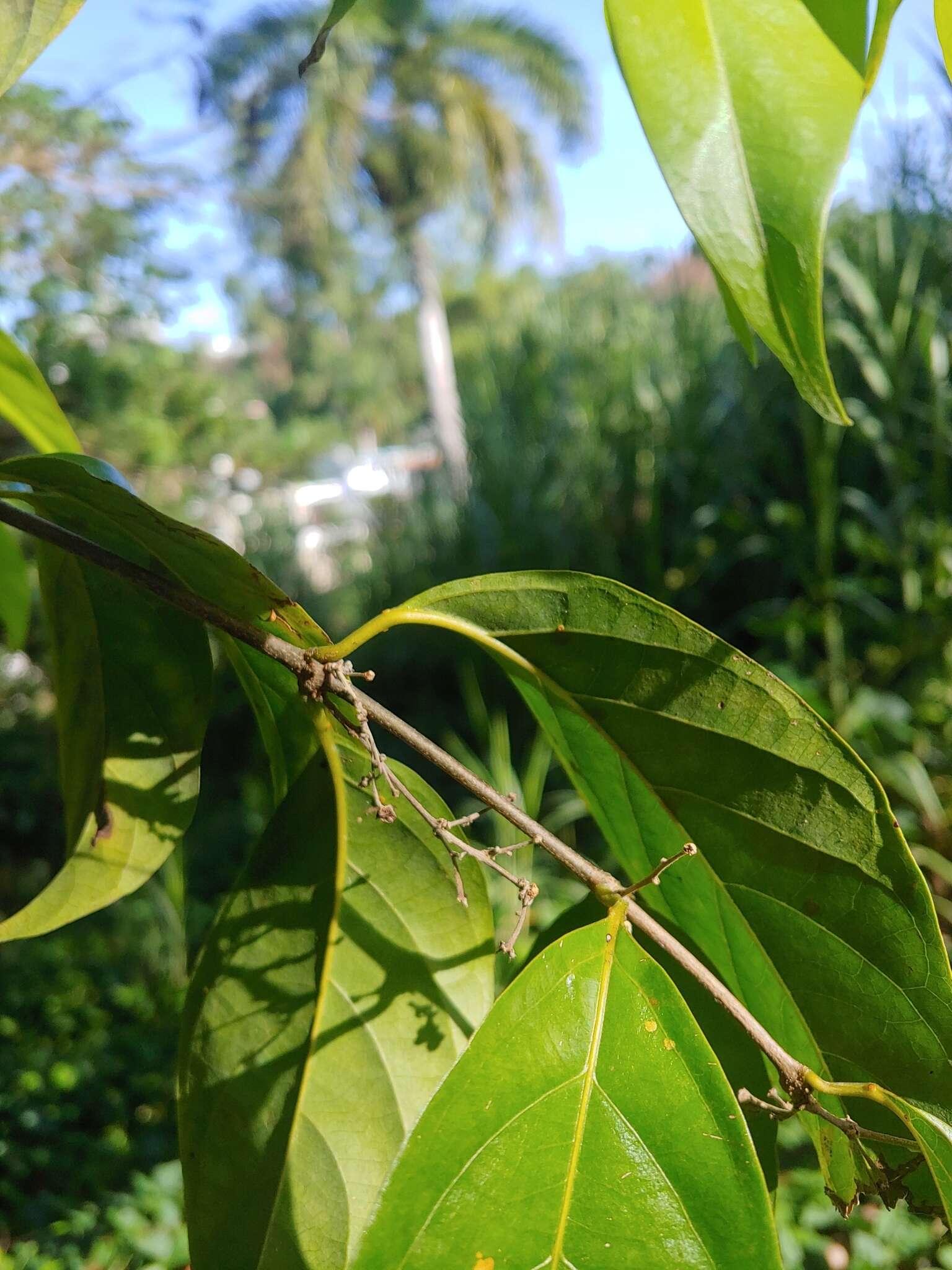 Image de Banisteriopsis caapi (Spruce ex Griseb.) Morton