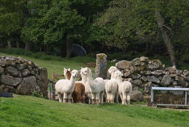 Image of Alpaca