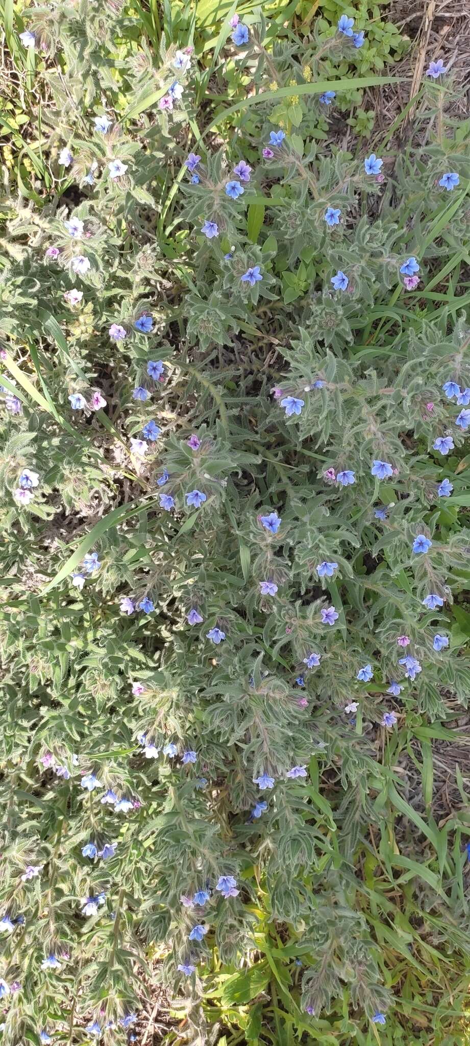 Image of strigose alkanet