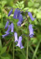 Image of Common Bluebell