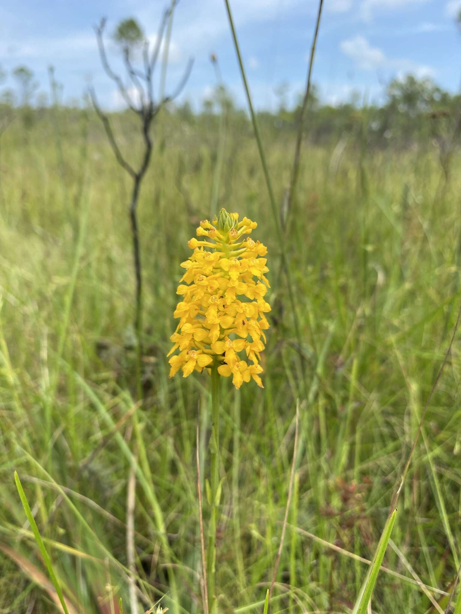 Platanthera integra (Nutt.) A. Gray ex L. C. Beck的圖片