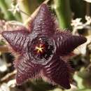 Image of Ceropegia paniculata subsp. scitula (L. C. Leach) Bruyns