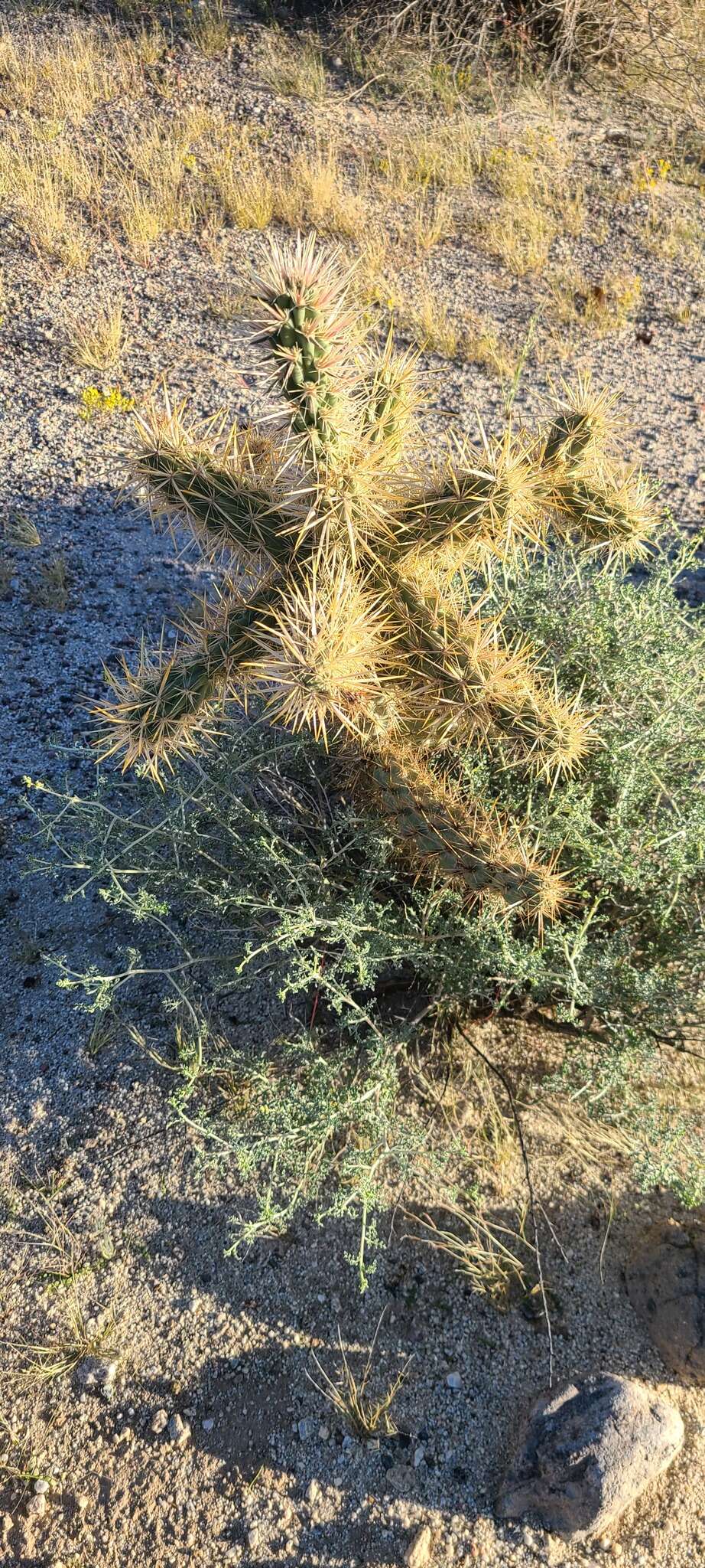 صورة Cylindropuntia bigelovii var. bigelovii