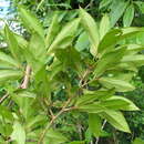 Sivun Diospyros salicifolia Humb. & Bonpl. ex Willd. kuva