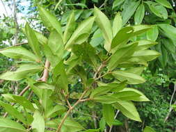 Sivun Diospyros salicifolia Humb. & Bonpl. ex Willd. kuva