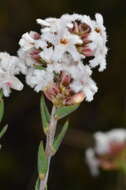 Image of Leucopogon virgatus (Labill.) R. Br.