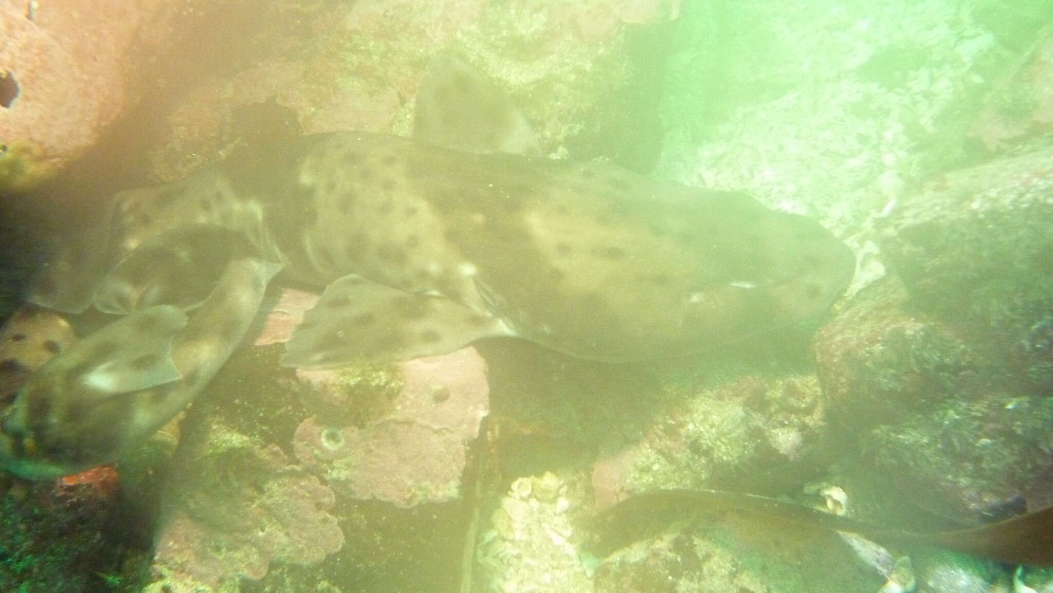 Image of Chilean Catshark