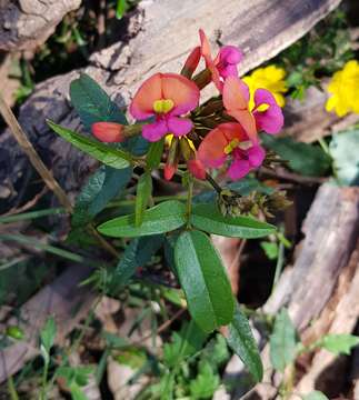 Image of Kennedia coccinea Vent.