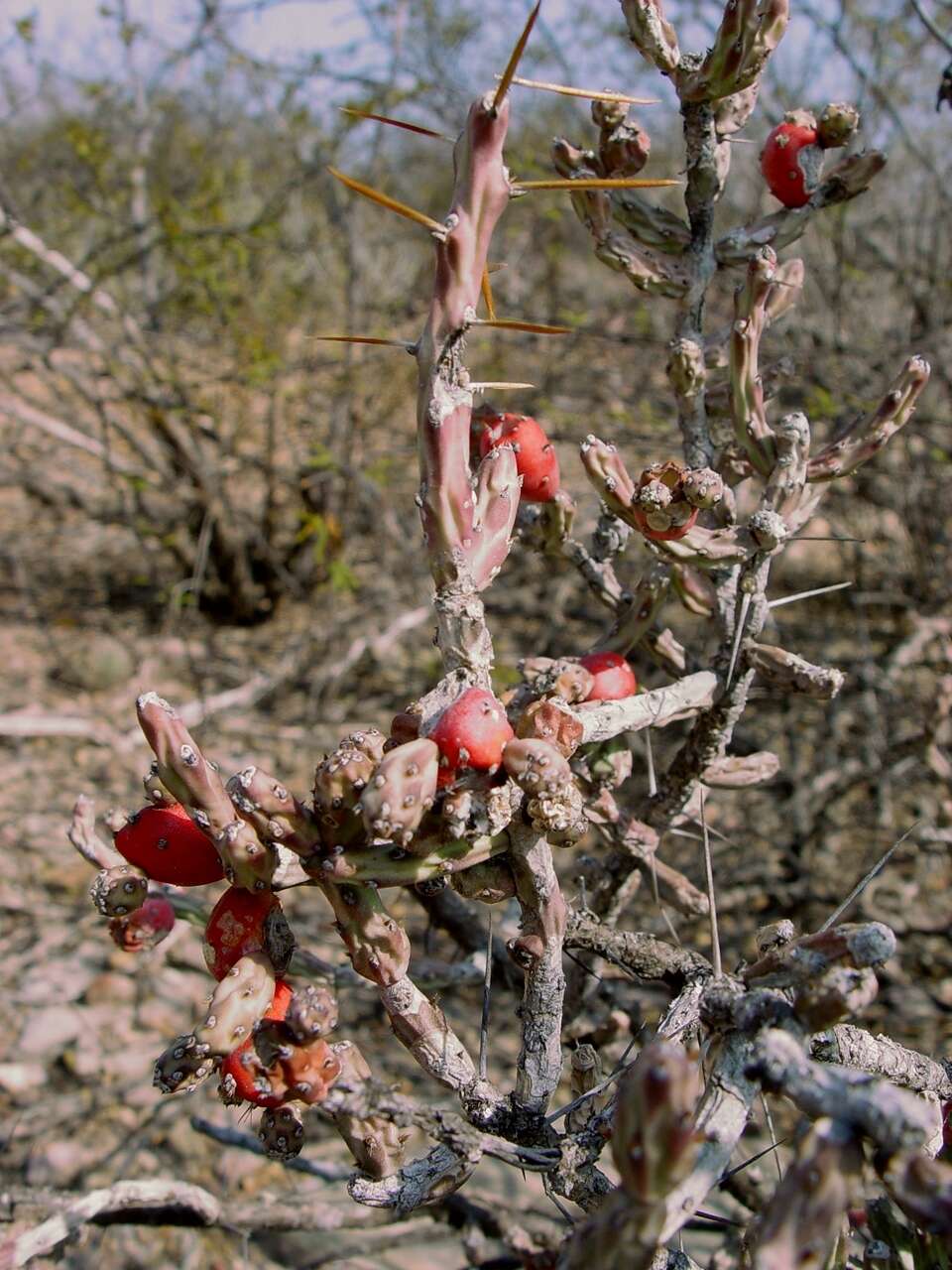 Image of Christmas Cactus