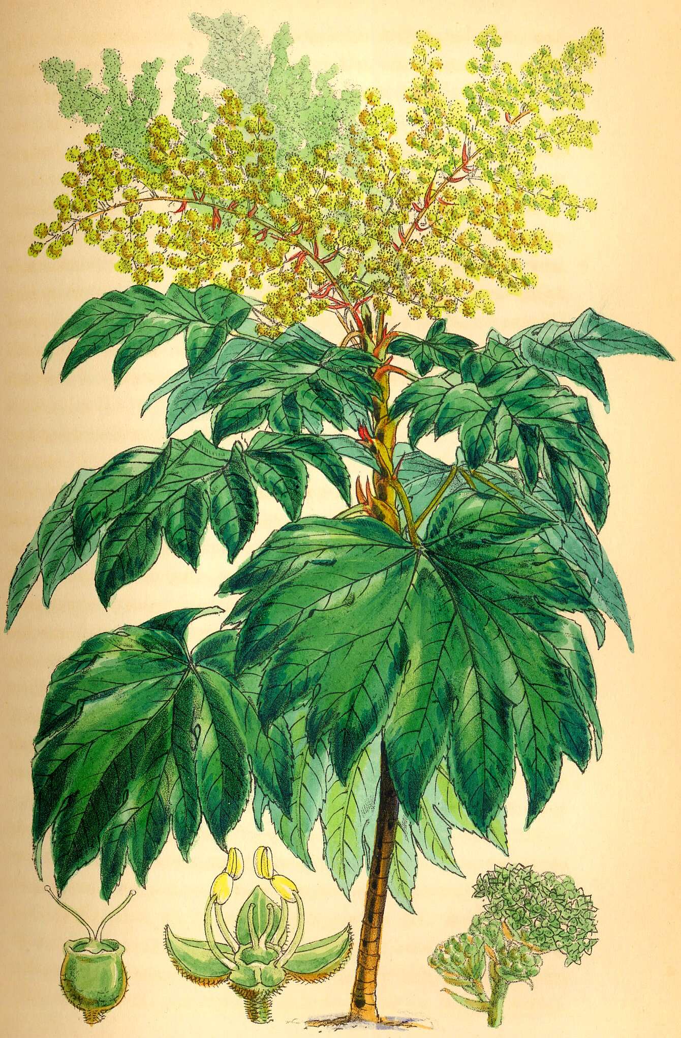 Image of tetrapanax