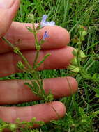 Image of Salvia runcinata L. fil.