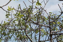 Image of Bursera kerberi Engl.